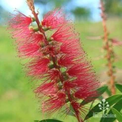 Callistemon Candy Burst 39 Callistemon Candy Burst -Plant Sale Store apo callistemon candy burst flower close