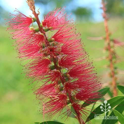 Callistemon Candy Burst 20 Callistemon Candy Burst - Image 18
