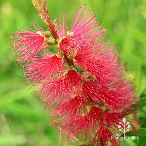 Callistemon Candy Burst 5 Callistemon Candy Burst - Image 3