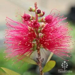 Callistemon Candy Burst 32 Callistemon Candy Burst -Plant Sale Store apo callistemon candy burst flower2