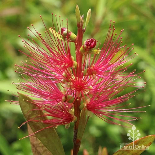 Callistemon Candy Burst 18 Callistemon Candy Burst - Image 16