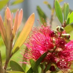 Callistemon Fluro Burst -Plant Sale Store apo callistemon fluro burst flower leaf
