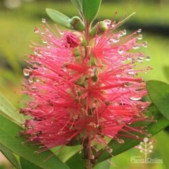 Callistemon Fluro Burst -Plant Sale Store apo callistemon fluro burst rain