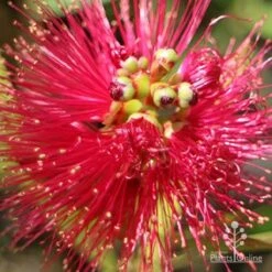 Callistemon Fluro Burst -Plant Sale Store apo callistemon fluro burst top