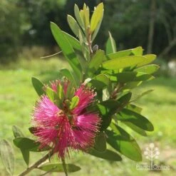 Callistemon Fluro Burst -Plant Sale Store apo callistemon fluroburst flower leaf