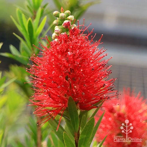Callistemon Macarthur 4 Callistemon Macarthur - Image 2