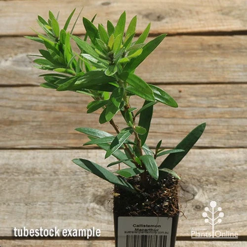 Callistemon Macarthur 11 Callistemon Macarthur - Image 9