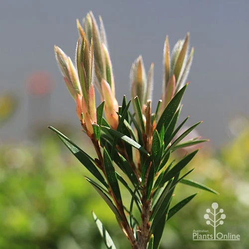 Callistemon Summer Days™ 7 Callistemon Summer Days™ - Image 5