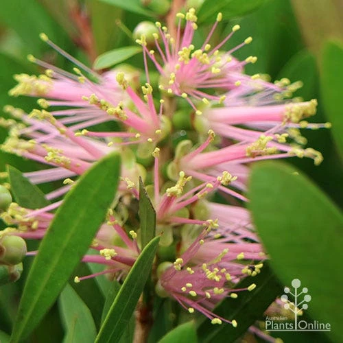 Callistemon Sweet Burst 15 Callistemon Sweet Burst - Image 13