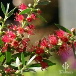 Callistemon Taree Pink -Plant Sale Store apo callistemon taree pink close2