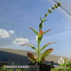 Crassula Campfire - Succulent 22 Crassula Campfire - Succulent -Plant Sale Store apo campfire flowering green phase