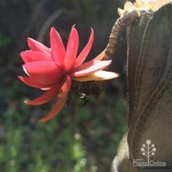 Crassula Campfire - Succulent 19 Crassula Campfire - Succulent -Plant Sale Store apo campfire in boot