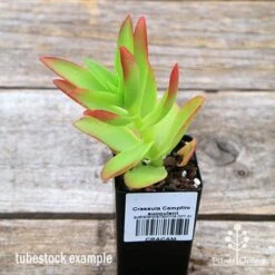 Crassula Campfire - Succulent 17 Crassula Campfire - Succulent -Plant Sale Store apo campfire tubestock