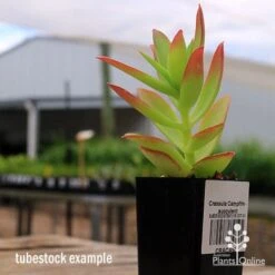 Crassula Campfire - Succulent 18 Crassula Campfire - Succulent -Plant Sale Store apo campfire tubestock side