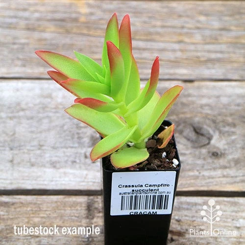 Crassula Campfire - Succulent 7 Crassula Campfire - Succulent - Image 5