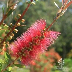 Callistemon Candy Burst 29 Callistemon Candy Burst -Plant Sale Store apo candy burst callistemon flower perfect