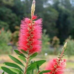 Callistemon Candy Burst 34 Callistemon Candy Burst -Plant Sale Store apo candy burst callsitemon bush flower