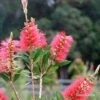 Callistemon Candy Burst -Plant Sale Store apo candy burst callsitemon bush flowering