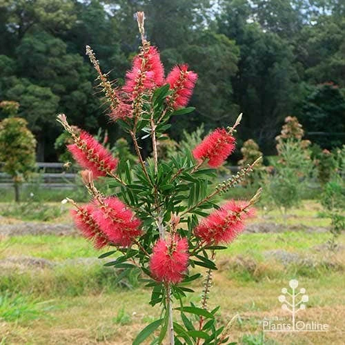 Callistemon Candy Burst 12 Callistemon Candy Burst - Image 10