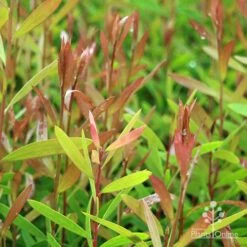 Callistemon Candy Burst 40 Callistemon Candy Burst -Plant Sale Store apo candy burst leaf colour