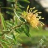 Grevillea Canterbury Gold 2 Grevillea Canterbury Gold -Plant Sale Store apo canterbury gold flower2