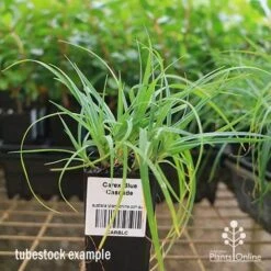 Carex Blue Cascade 10 Carex Blue Cascade -Plant Sale Store apo carex blue tubestock