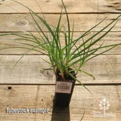 Carex Blue Cascade 13 Carex Blue Cascade -Plant Sale Store apo carex blue tubestock top
