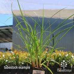 Carex Blue Cascade 12 Carex Blue Cascade -Plant Sale Store apo carex blue tubestock 1