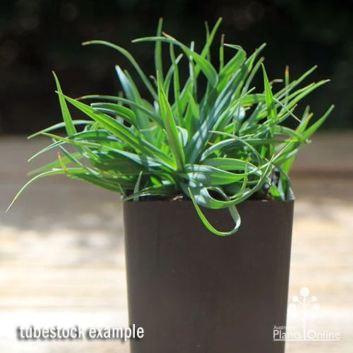 Carex Blue Wave 4 Carex Blue Wave - Image 2