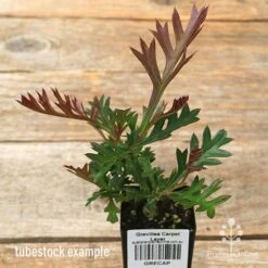 Grevillea Carpet Layer 14 Grevillea Carpet Layer -Plant Sale Store apo carpet layer grevillea tubestock