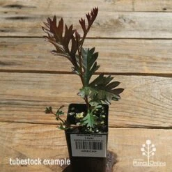 Grevillea Carpet Layer 21 Grevillea Carpet Layer -Plant Sale Store apo carpet layer tubestock