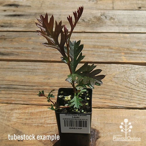 Grevillea Carpet Layer 12 Grevillea Carpet Layer - Image 10