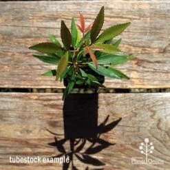 Ceratopetalum Shiraz - Christmas Bush -Plant Sale Store apo ceratopetalum tubestock top