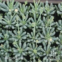 Senecio Chalk Sticks - Succulent 18 Senecio Chalk Sticks - Succulent -Plant Sale Store apo chalk sticks dwarf plug plants