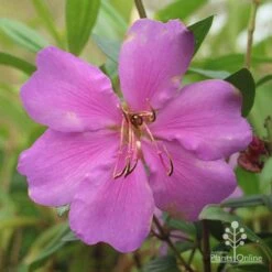 Tibouchina Chameleon 21 Tibouchina Chameleon -Plant Sale Store apo chameleon dark pink
