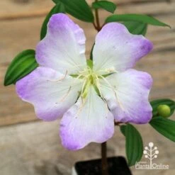 Tibouchina Chameleon 17 Tibouchina Chameleon -Plant Sale Store apo chameleon flower open