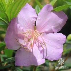 Tibouchina Chameleon 25 Tibouchina Chameleon -Plant Sale Store apo chameleon pink