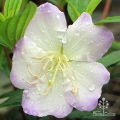 Tibouchina Chameleon 24 Tibouchina Chameleon -Plant Sale Store apo chameleon tibouchina close