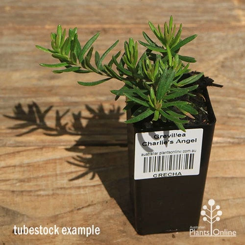 Grevillea Charlie's Angel 4 Grevillea Charlie's Angel - Image 2