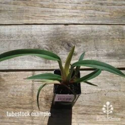 Dianella Cherry Red 23 Dianella Cherry Red -Plant Sale Store apo cherry red tubestock top