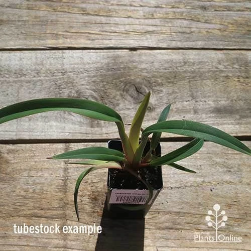 Dianella Cherry Red 13 Dianella Cherry Red - Image 11