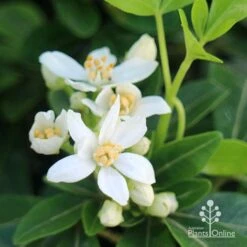 Choisya - Mexican Orange Blossom -Plant Sale Store apo choisya flowers