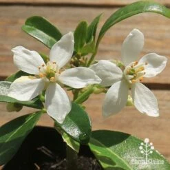 Choisya - Mexican Orange Blossom -Plant Sale Store apo choisya flowers up close