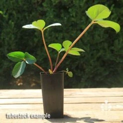 Hellebore Cinnamon Snow - Winter Rose -Plant Sale Store apo cinnamon snow hellebore tubestock