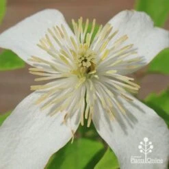 Clematis Montana Alba -Plant Sale Store apo clematis alba flower centre