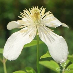 Clematis Montana Alba -Plant Sale Store apo clematis alba flower closeup