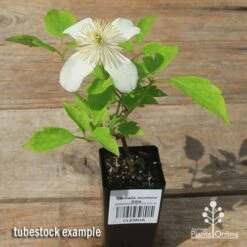 Clematis Montana Alba -Plant Sale Store apo clematis alba tubestock flowering