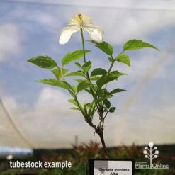 Clematis Montana Alba -Plant Sale Store apo clematis alba tubestock2