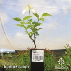 Clematis Montana Alba -Plant Sale Store apo clematis alba tubestock 1