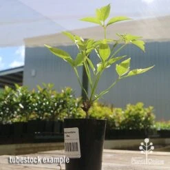 Clematis Montana Alba -Plant Sale Store apo clematis white tubestock